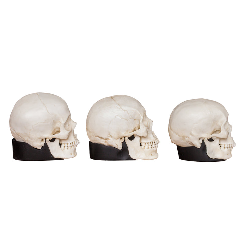 Replica Half Scale Human Male Skull Set: African, Asian, and European