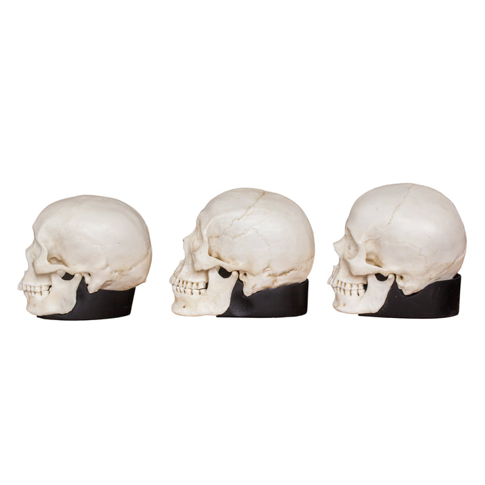 Replica Half Scale Human Male Skull Set: African, Asian, and European
