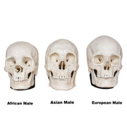 Replica Half Scale Human Male Skull Set: African, Asian, and European