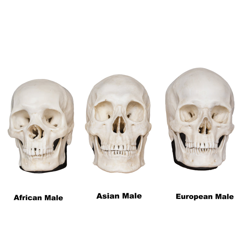 Replica Half Scale Human Male Skull Set: African, Asian, and European