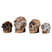 Replica Set of 4 Hominid Skulls, Half Scale