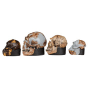 Replica Set of 4 Hominid Skulls, Half Scale
