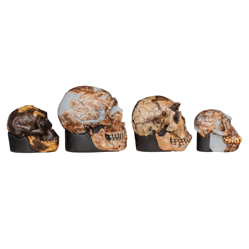 Replica Set of 4 Hominid Skulls, Half Scale
