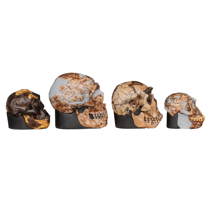 Replica Set of 4 Hominid Skulls, Half Scale