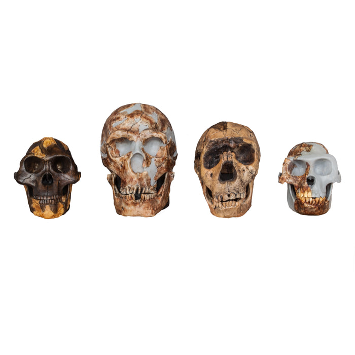 Replica Set of 4 Hominid Skulls, Half Scale