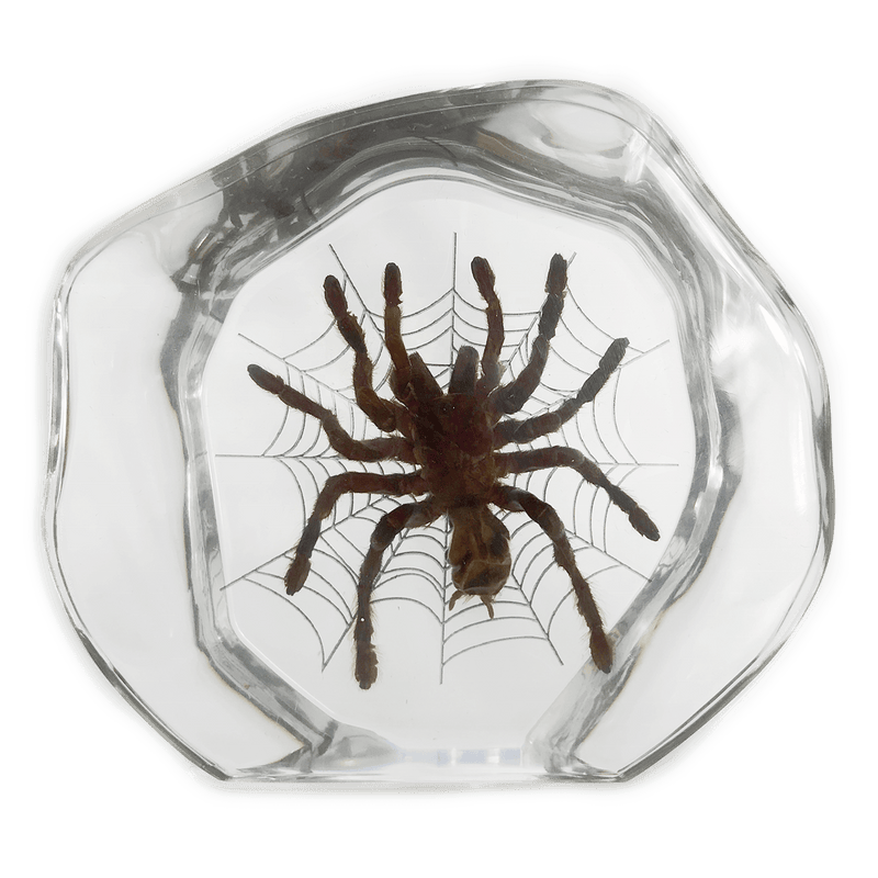 Real Tarantula In Acrylic Display
