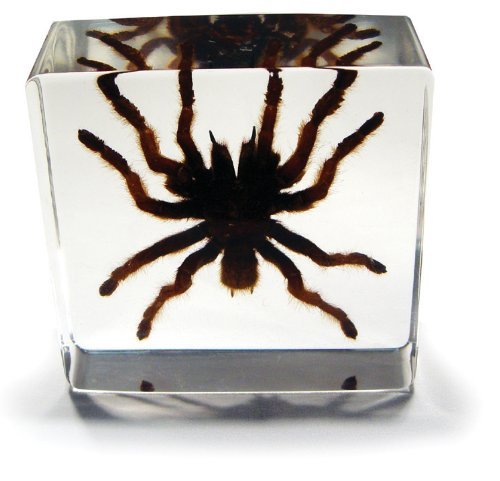 Real Tarantula in Acrylic Paperweight - Small