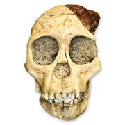 Replica Taung Child Skull (3 Pieces)