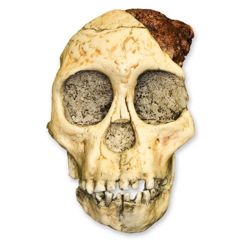 Replica Taung Child Skull (3 Pieces)