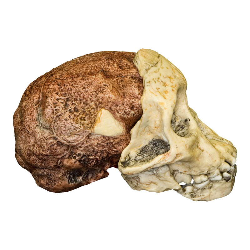 Replica Taung Child Skull (3 Pieces)