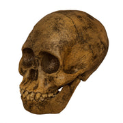 Replica Taung Child Skull (Reconstructed)
