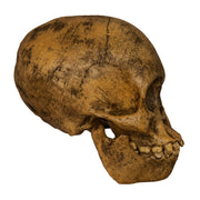 Replica Taung Child Skull (Reconstructed)