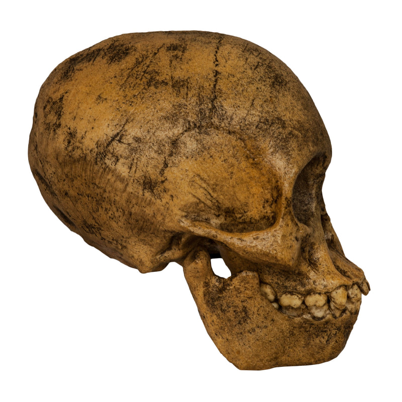 Replica Taung Child Skull (Reconstructed)