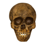 Replica Taung Child Skull (Reconstructed)