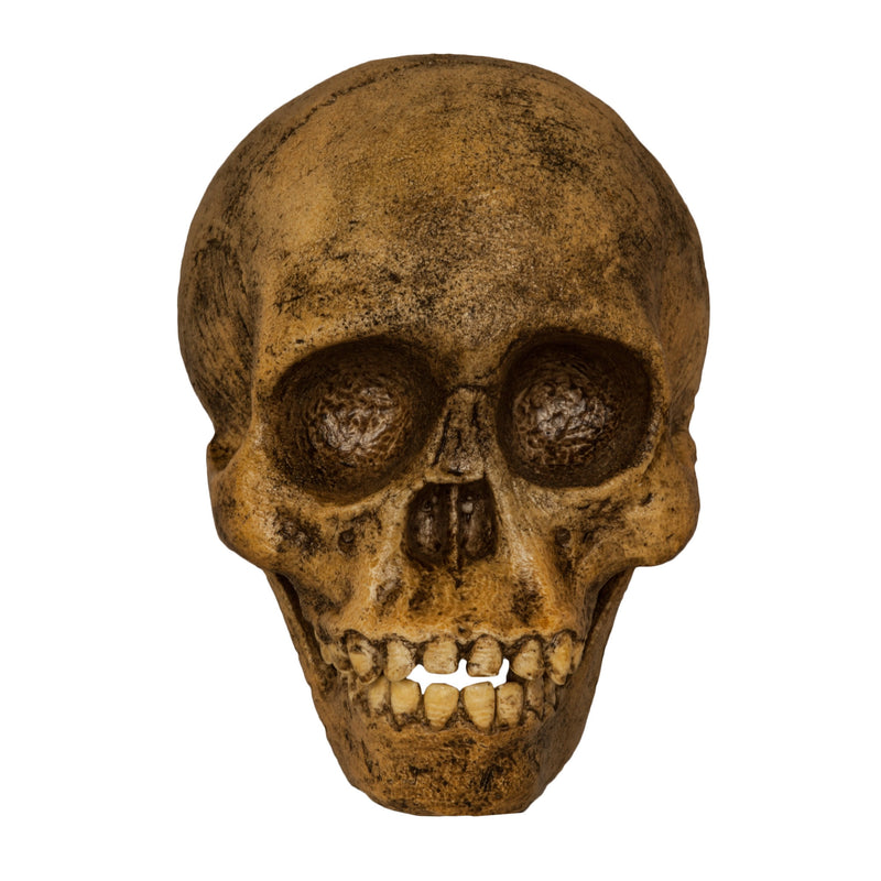 Replica Taung Child Skull (Reconstructed)