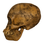 Replica Taung Child Skull (Reconstructed)