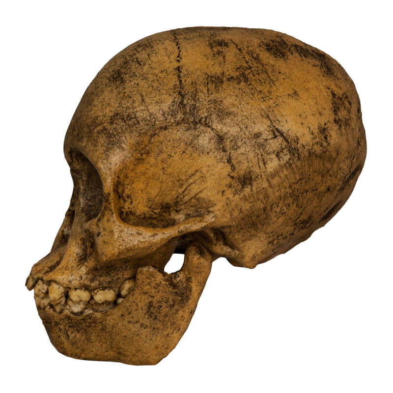 Replica Taung Child Skull (Reconstructed)