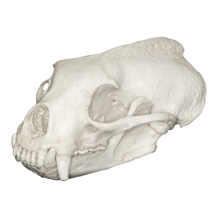 Replica Tayra Skull