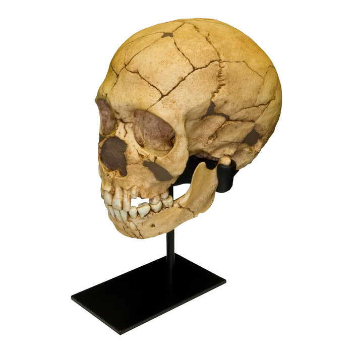 Replica Teshik-Tash Child Skull