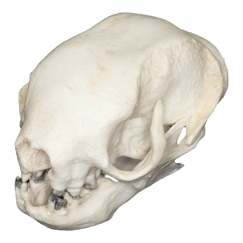 Replica Three-toed Sloth Skull
