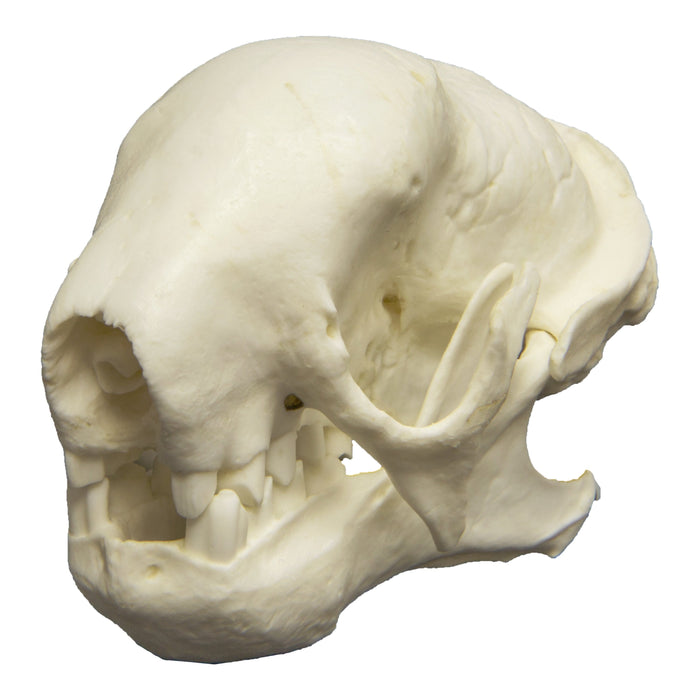Replica Three-toed Sloth Skull