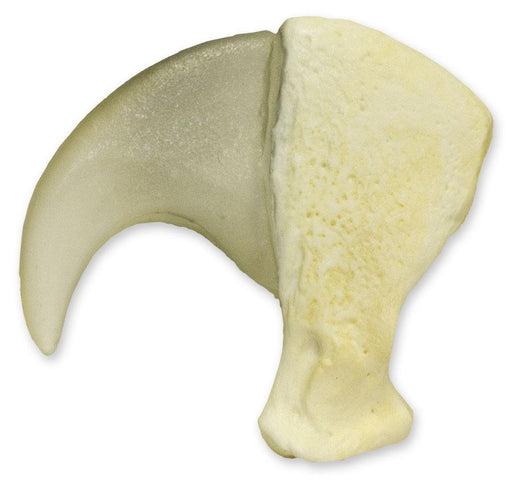 Replica Tiger Claw For Sale — Skulls Unlimited International