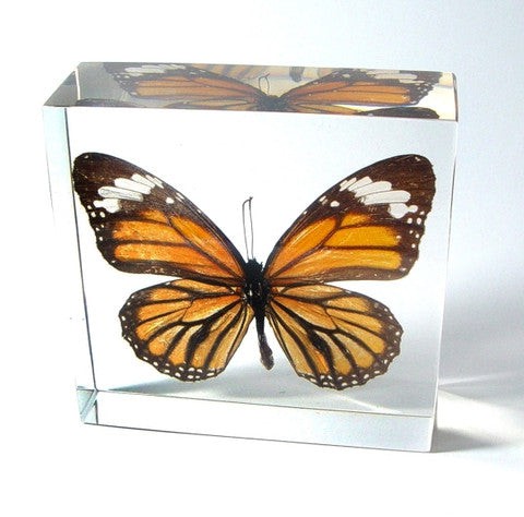 Real Common Tiger Butterfly in Acrylic Paperweight