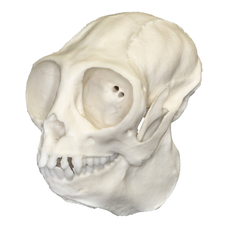 Replica Titi Monkey Skull