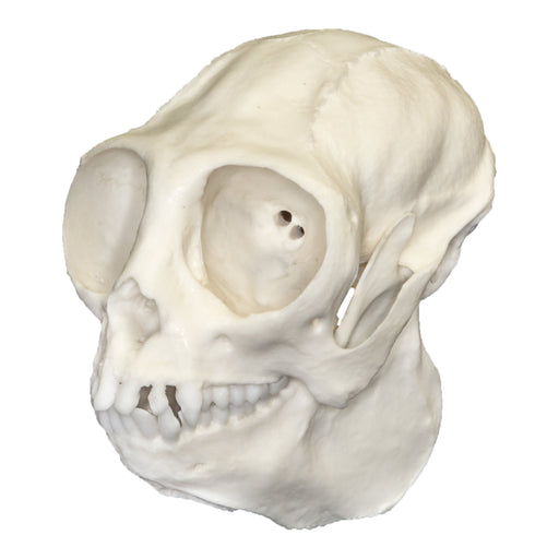 Replica Titi Monkey Skull