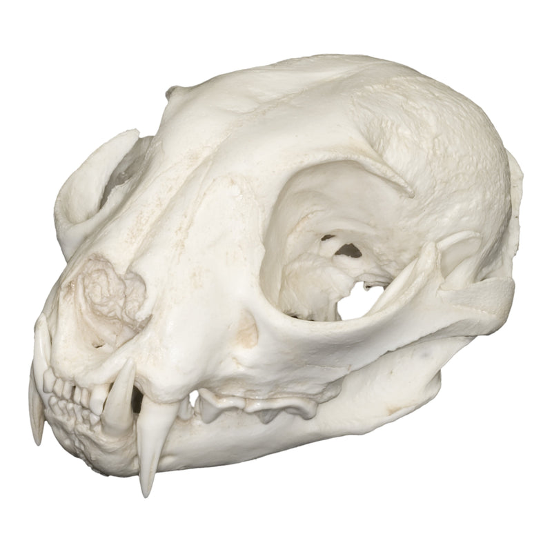 Replica Eurasian Lynx Skull