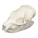 Replica Southern Tree Hyrax Skull
