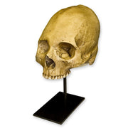 Replica Human Skull - Trephined