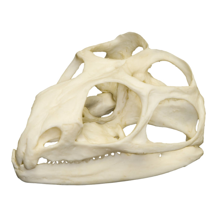 Replica Tuatara Skull
