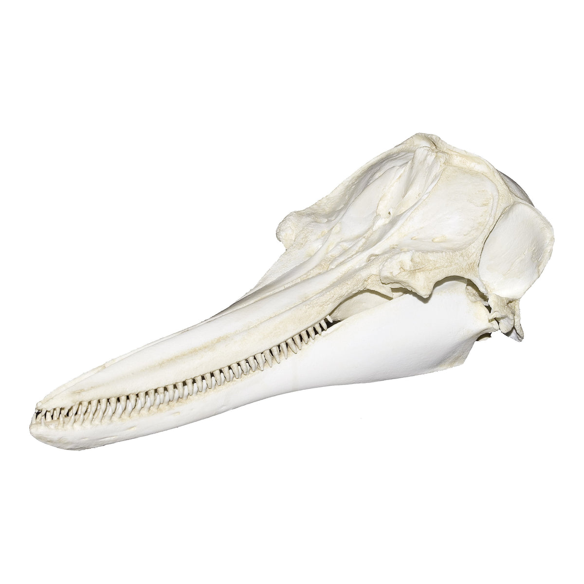 Replica Tucuxi Gray River Dolphin Skull For Sale — Skulls