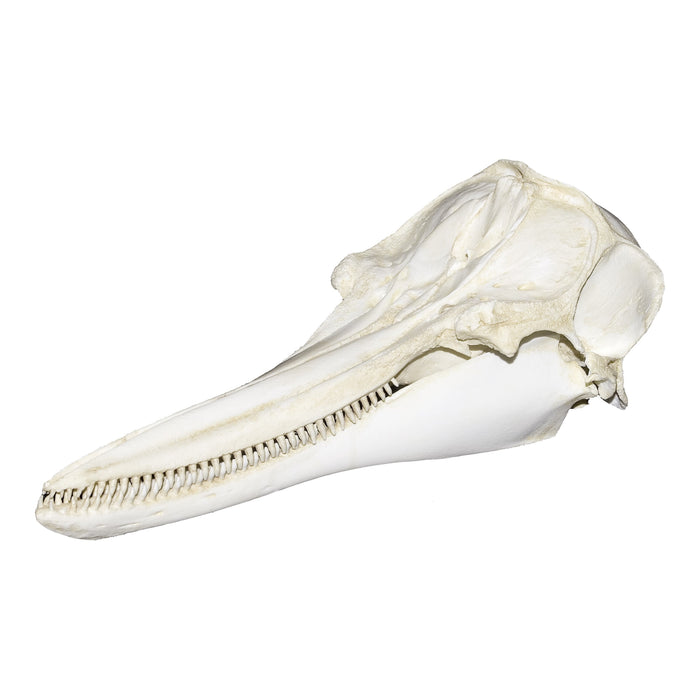 Replica Tucuxi Gray River Dolphin Skull