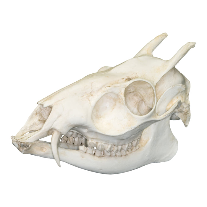 Replica Tufted Deer Skull