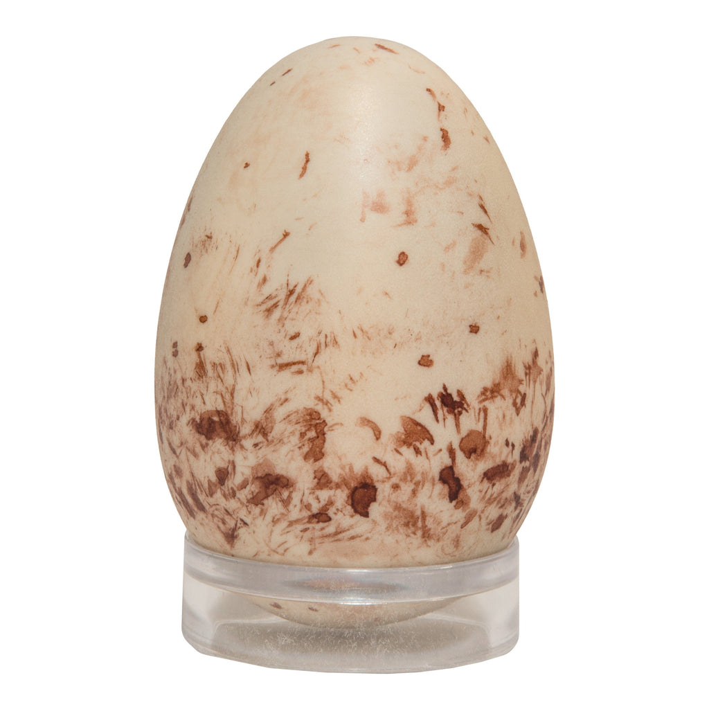 Turkey-Vulture-Egg--Main__KO-