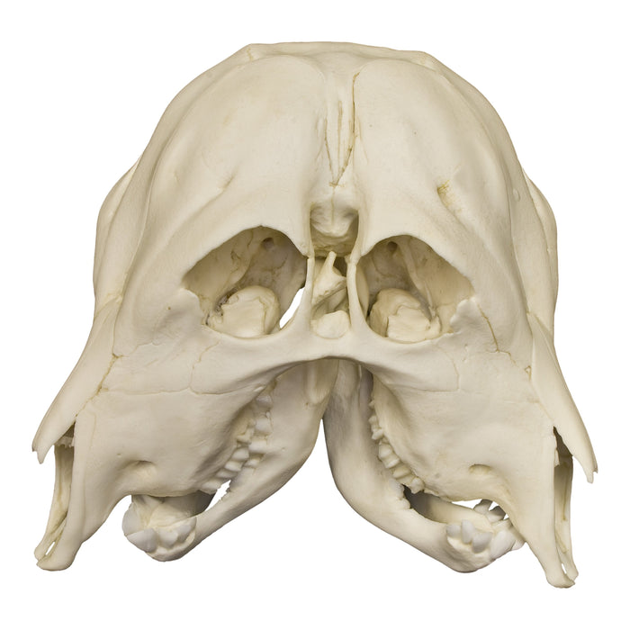 Replica Two-headed Calf Skull