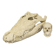 Replica Saltwater Crocodile Skull (32.2")