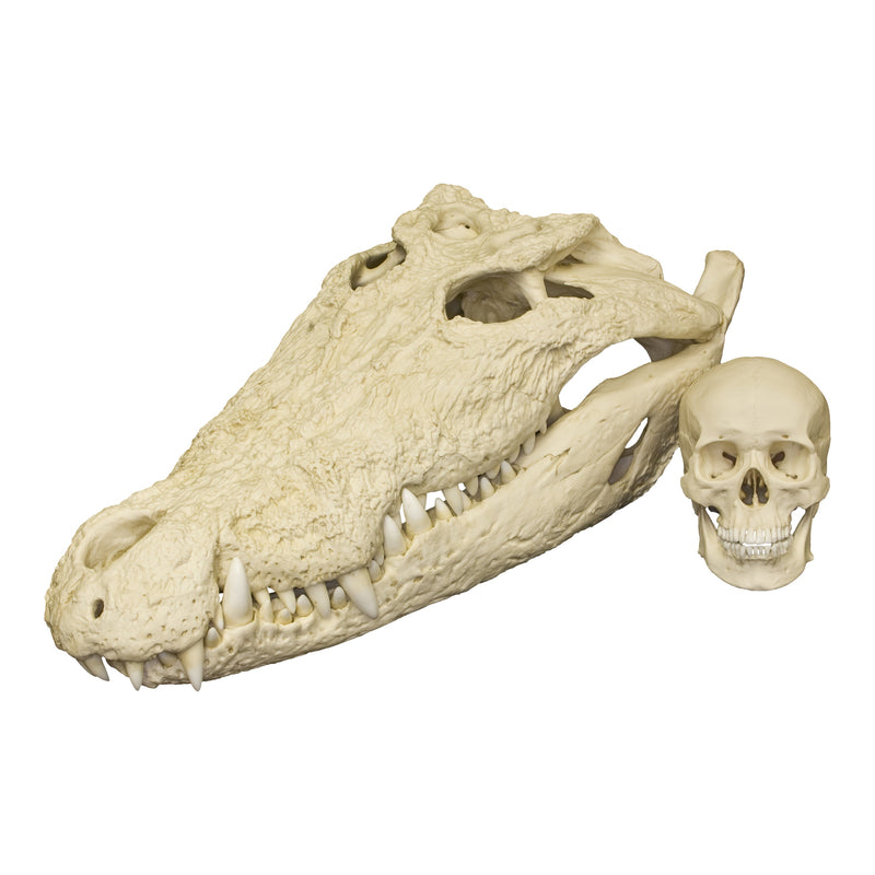 Replica Saltwater Crocodile Skull (32.2")