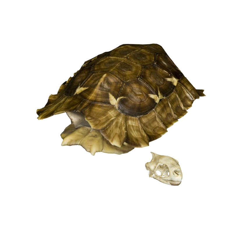 Real Hinge-back Tortoise Shell and Skull