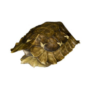 Real Hinge-back Tortoise Shell and Skull