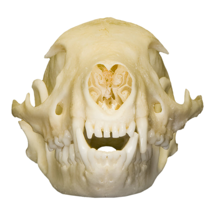Real Flat-headed Kusimanse Skull