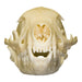Real Flat-headed Kusimanse Skull