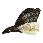 Replica Cassowary Skull
