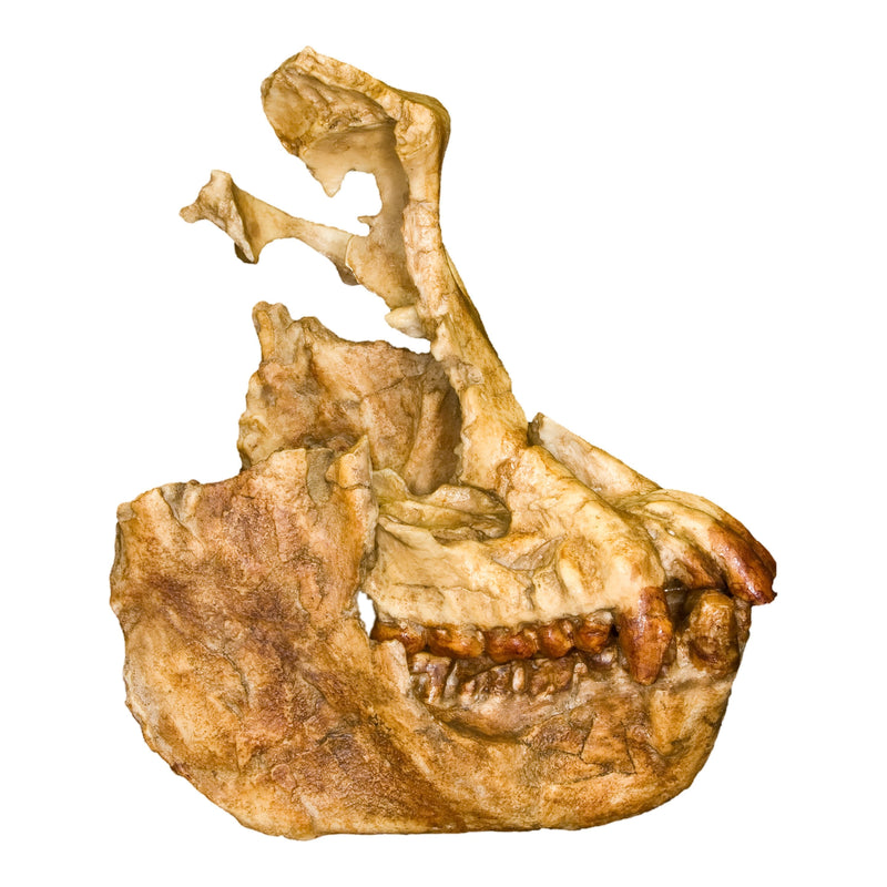 Replica Sivapithecus Skull