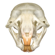 Real Rat Skull