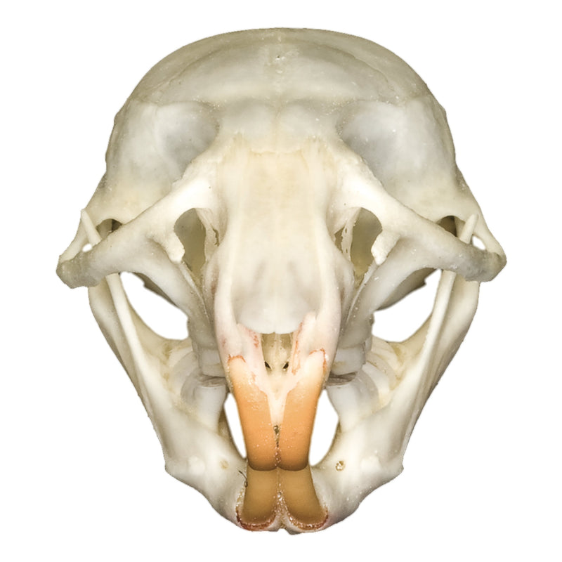 Real Rat Skull