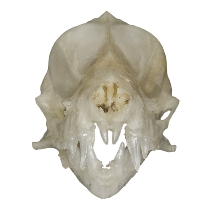 Real Javan Mastiff Bat Skull