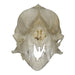 Real Javan Mastiff Bat Skull